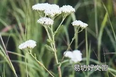 收藏 100种花的花语大全，100种花的花语太全了