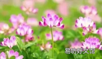收藏 100种花的花语大全，100种花的花语太全了