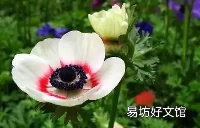 收藏 100种花的花语大全，100种花的花语太全了