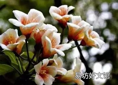 收藏 100种花的花语大全，100种花的花语太全了