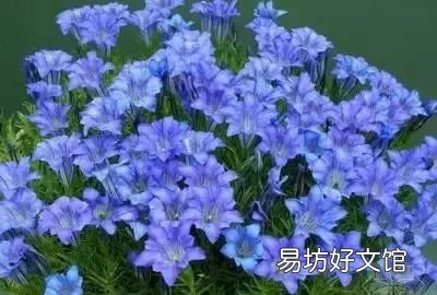收藏 100种花的花语大全，100种花的花语太全了