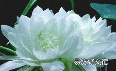 收藏 100种花的花语大全，100种花的花语太全了