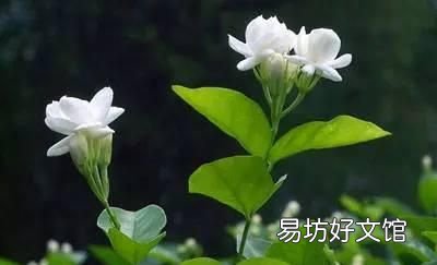 收藏 100种花的花语大全，100种花的花语太全了