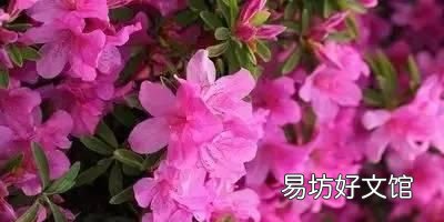 收藏 100种花的花语大全，100种花的花语太全了