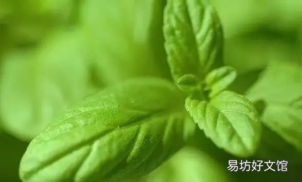收藏 100种花的花语大全，100种花的花语太全了