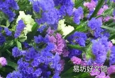 收藏 100种花的花语大全，100种花的花语太全了