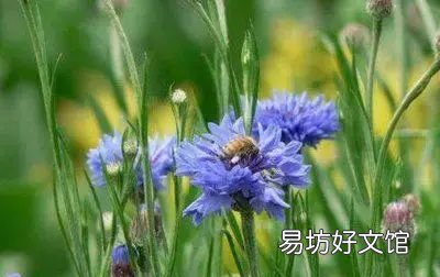 收藏 100种花的花语大全，100种花的花语太全了