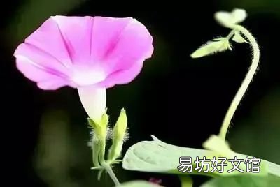 收藏 100种花的花语大全，100种花的花语太全了