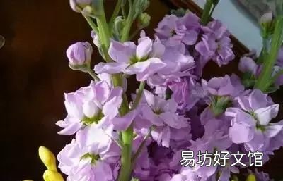 收藏 100种花的花语大全，100种花的花语太全了