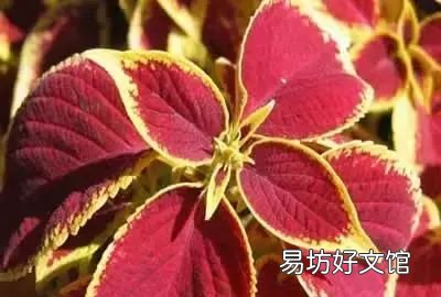 收藏 100种花的花语大全，100种花的花语太全了