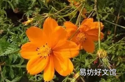 收藏 100种花的花语大全，100种花的花语太全了
