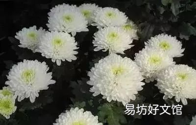 收藏 100种花的花语大全，100种花的花语太全了