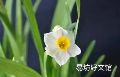 收藏 100种花的花语大全，100种花的花语太全了
