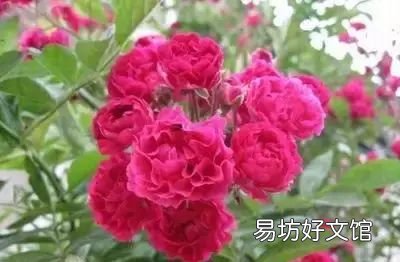 收藏 100种花的花语大全，100种花的花语太全了