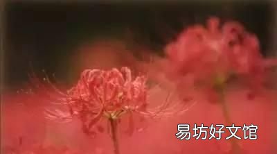 收藏 100种花的花语大全，100种花的花语太全了