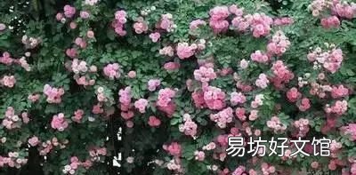 收藏 100种花的花语大全，100种花的花语太全了