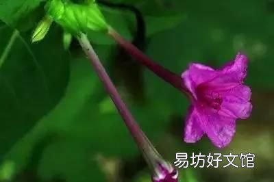 收藏 100种花的花语大全，100种花的花语太全了