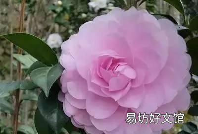 收藏 100种花的花语大全，100种花的花语太全了