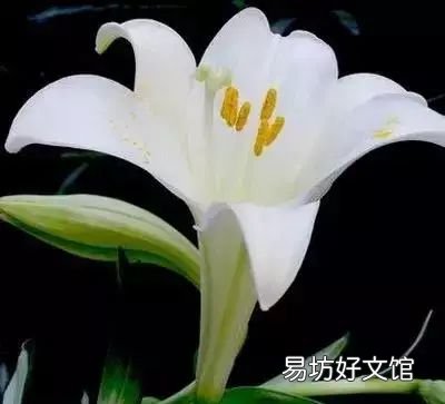 收藏 100种花的花语大全，100种花的花语太全了