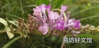 收藏 100种花的花语大全，100种花的花语太全了