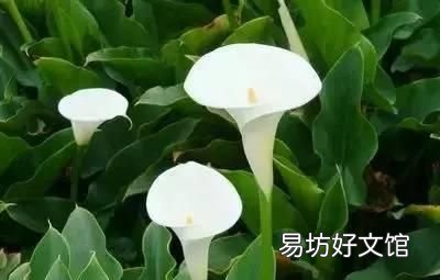 收藏 100种花的花语大全，100种花的花语太全了