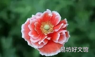 收藏 100种花的花语大全，100种花的花语太全了