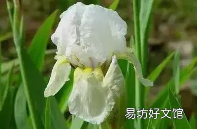 收藏 100种花的花语大全，100种花的花语太全了