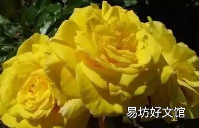 收藏 100种花的花语大全，100种花的花语太全了