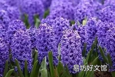 收藏 100种花的花语大全，100种花的花语太全了