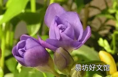收藏 100种花的花语大全，100种花的花语太全了