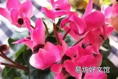 收藏 100种花的花语大全，100种花的花语太全了