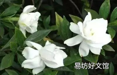 收藏 100种花的花语大全，100种花的花语太全了