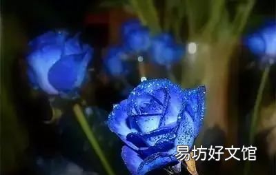 收藏 100种花的花语大全，100种花的花语太全了