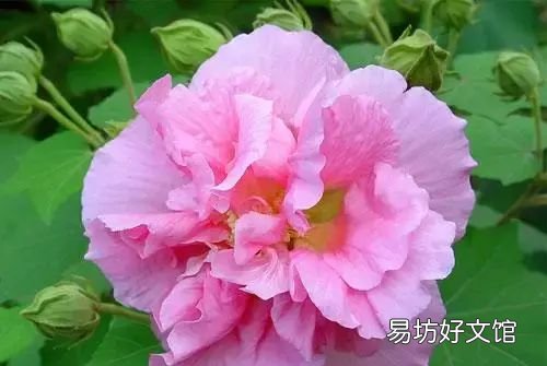 收藏 100种花的花语大全，100种花的花语太全了