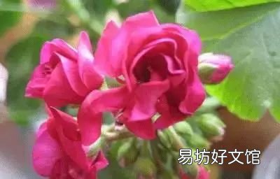 收藏 100种花的花语大全，100种花的花语太全了