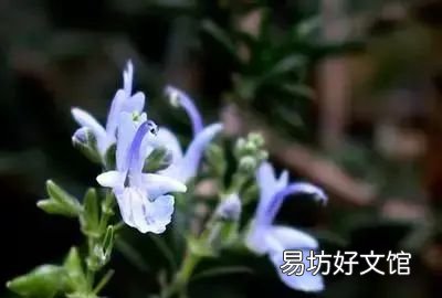收藏 100种花的花语大全，100种花的花语太全了
