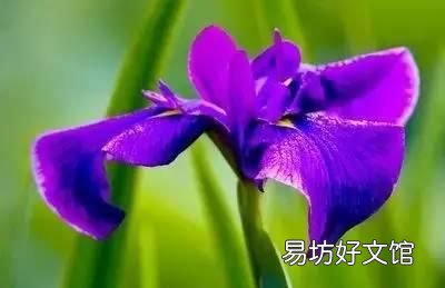 收藏 100种花的花语大全，100种花的花语太全了