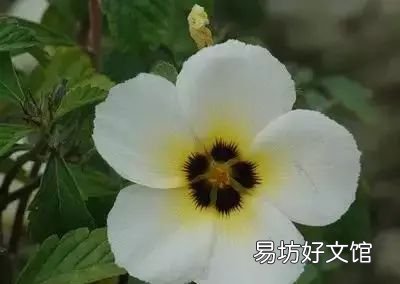 收藏 100种花的花语大全，100种花的花语太全了