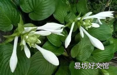 收藏 100种花的花语大全，100种花的花语太全了