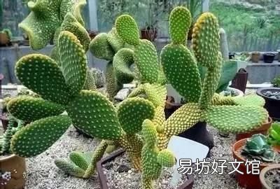 收藏 100种花的花语大全，100种花的花语太全了