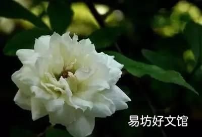 收藏 100种花的花语大全，100种花的花语太全了