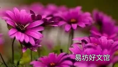 收藏 100种花的花语大全，100种花的花语太全了