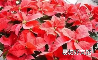 收藏 100种花的花语大全，100种花的花语太全了