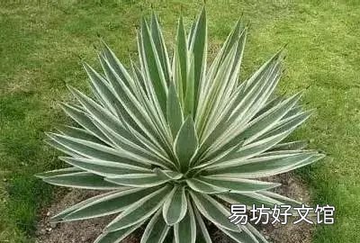 收藏 100种花的花语大全，100种花的花语太全了