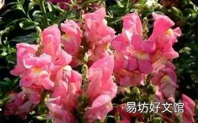 收藏 100种花的花语大全，100种花的花语太全了