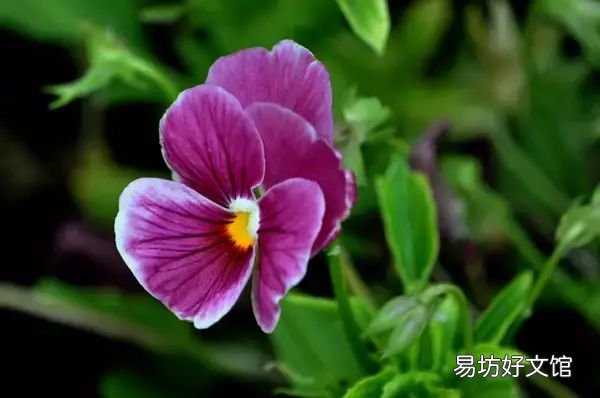 收藏 100种花的花语大全，100种花的花语太全了