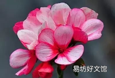收藏 100种花的花语大全，100种花的花语太全了
