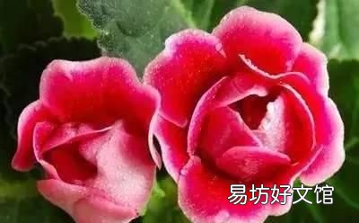 收藏 100种花的花语大全，100种花的花语太全了