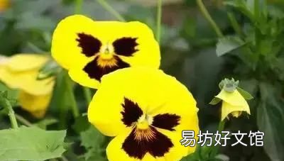 收藏 100种花的花语大全，100种花的花语太全了
