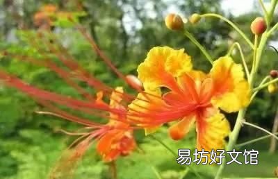 收藏 100种花的花语大全，100种花的花语太全了